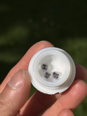Steve H Terp Pearls