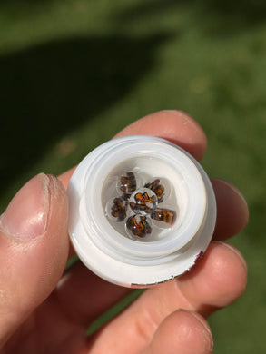 Steve H Terp Pearl